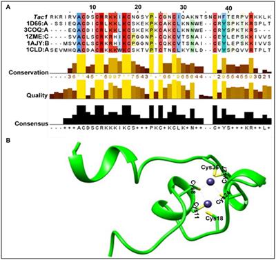 Molecular dissection studies of TAC1, a transcription activator of Candida drug resistance genes of the human pathogenic fungus Candida albicans